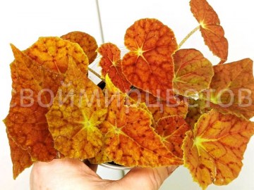 Бегония Autumn Ember 24012022